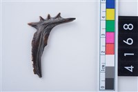 藏品(魚鰓骨)的圖片