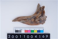 藏品(魚鰓骨)的圖片