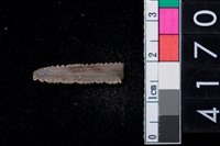 藏品(魚牙)的圖片