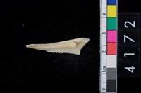 藏品(魚牙)的圖片