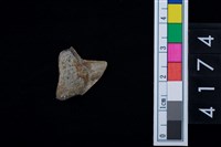 藏品(鯊魚牙齒)的圖片