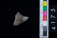 藏品(鯊魚牙齒)的圖片