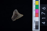 藏品(鯊魚牙齒)的圖片