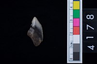 藏品(鯊魚牙齒)的圖片