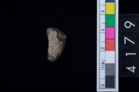 藏品(鯊魚牙齒)的圖片