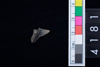 藏品(鯊魚牙齒)的圖片