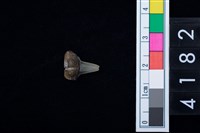 藏品(鯊魚牙齒)的圖片