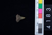 藏品(鯊魚牙齒)的圖片