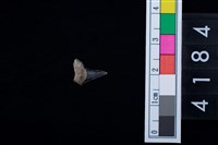 藏品(鯊魚牙齒)的圖片