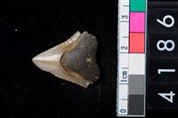 藏品(魚牙)的圖片