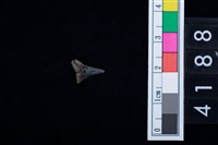 藏品(鯊魚牙齒)的圖片