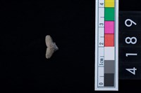 藏品(鯊魚牙齒)的圖片