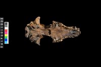 藏品(狗頭骨)的圖片