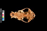 藏品(狗頭骨)的圖片