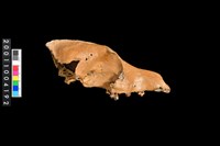 藏品(狗頭骨)的圖片