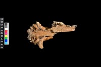 藏品(狗頭骨)的圖片