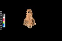 藏品(狗頭骨)的圖片