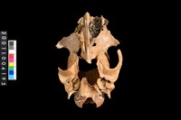 藏品(狗頭骨)的圖片