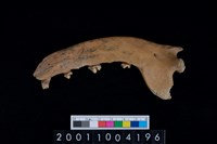 藏品(狗下顎骨齒)的圖片