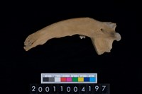 藏品(狗左下顎齒)的圖片