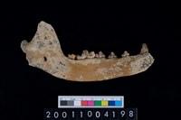 藏品(狗下顎骨齒)的圖片