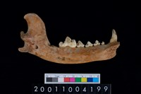 藏品(狗下顎骨齒)的圖片