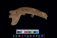 藏品(狗下顎骨齒)的圖片