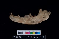 藏品(狗下顎骨齒)的圖片