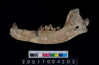 藏品(狗下顎骨齒)的圖片