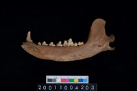 藏品(狗下顎骨齒)的圖片