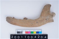 藏品(狗右下顎骨齒)的圖片