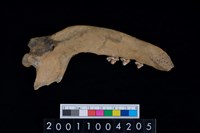 藏品(狗右下顎骨齒)的圖片