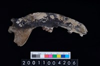 藏品(狗右下顎骨齒)的圖片