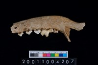 藏品(狗右下顎骨齒)的圖片