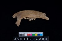 藏品(狗右下顎骨齒)的圖片