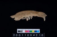 藏品(狗下顎骨齒)的圖片