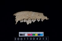 藏品(狗下顎骨齒)的圖片