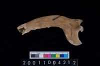 藏品(狗左下顎骨)的圖片