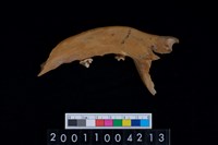 藏品(狗左下顎骨齒)的圖片