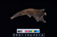 藏品(狗下顎骨齒)的圖片