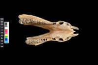 藏品(母豬下顎骨齒)的圖片