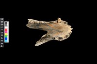 藏品(母豬下顎骨齒)的圖片