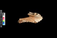 藏品(豬下顎骨齒)的圖片