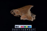 藏品(豬下顎骨齒)的圖片