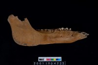 藏品(母豬右下顎骨齒)的圖片