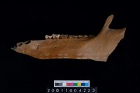 藏品(母豬左下顎骨齒)的圖片