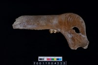 藏品(豬右下顎骨與第3大臼齒)的圖片