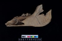 藏品(豬下顎骨齒)的圖片