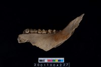 藏品(豬左下顎骨齒)的圖片