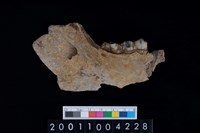 藏品(豬左下顎骨齒)的圖片